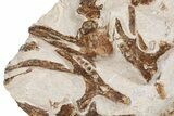 Fossil Partial Articulated Mosasaur Skeleton - Asfla, Morocco #346971-5